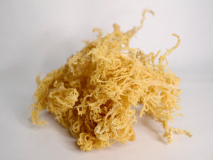 sea moss gel, sea moss uk, sea moss side effects, sea moss drink, sea moss capsules, sea moss health benefits, sea moss benefits, sea moss gel uk, sea moss and bladderwrack, sea moss amazon, sea moss amazon uk, sea moss and bladderwrack capsules, sea moss and pregnancy, sea moss asda, sea moss and fertility, sea moss and thyroid, the sea moss supplier, the sea moss boss, making a sea moss gel buy a sea moss, what is a sea moss smoothie,